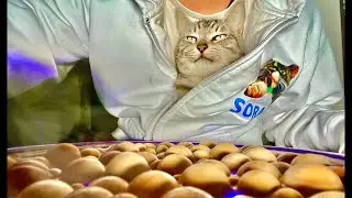 Глубокое расслабление ASMR｜Мурлыканье кошки и деревянные шарики