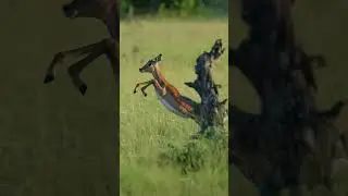 Impala Running and Jumping
