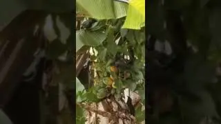 BLACK, RED-EYED BIRDS FEASTING ON A RIPE BANANA