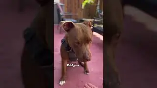 Did you know dogs can be left or right 'pawed' just like humans?