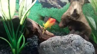 Unique torpedobarb