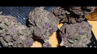 Eight Horses Hemp Gorilla Skunk Review Legal THCA Hemp