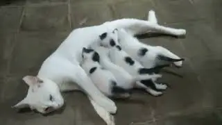Beautiful cat breastfeeding her kittens | Budi Cat
