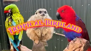 🦜 Tropical Birdland | A Colorful World of Exotic Birds 🌴