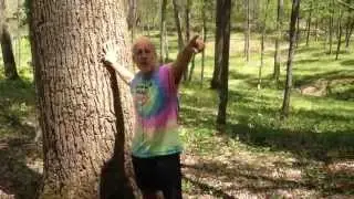 Poplar Trees