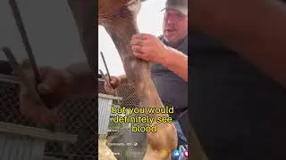 Horse Chestnut Removal #asmr ￼