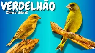 VERDELH&Atilde;O (Chloris chloris) P&Aacute;SSARO GRAN&Iacute;VORO, Ave da Fam&iacute;lia Fringillidae, P&aacute;ssaros da Europa