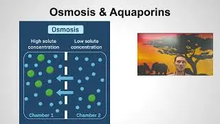 B2.1 Membranes & Membranes Transport Part 1