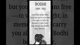 My Dog Bodhi