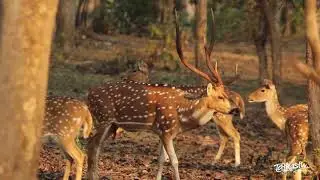 Your daily escape into nature ( Spotted Deer )