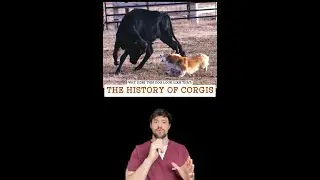 The History of Corgis
