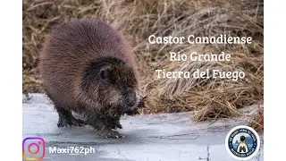 Castor Canadiense, Rio Grande, Tierra del Fuego.