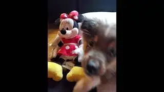 mini australian shepherd Oliveea Rose Disney Fashionista Photo Shoot