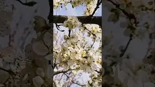 @-earth.plants-animalsPrunus domestica flos,plum flowers,lulet e kumbull&euml;s