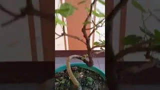 PULUTAN TANAMAN LIAR,  TAPI KALAU KITA RAWAT JUGA TATA INI LAH HASIL NYA,. 🤲❤️