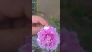 planting video#shortvideo #viralvideo #