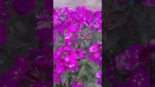 Флоксы