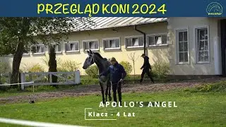 APOLLO'S ANGEL (GB) - Dark Angel (IRE) / Ebony Flyer (SAF) Przegląd 2024 Stajnia Rosłońce