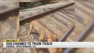 Spartanburg couple saves dog tied to train tracks left to die