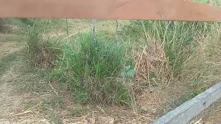 Hoje na labuda tirando capim e caminhando com Deus.