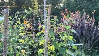 Hummingbirds in organic flowers