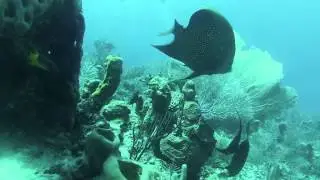 Queen Trigger Fish (Balistes vetula) and French Angel Fish (Pomcanthus paru) fight for space