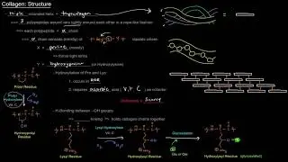 Collagen: Structure [free sample]