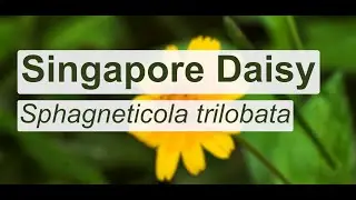 How to control Singapore daisy on your property