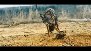 Trapping Predators in the South  Day 1
