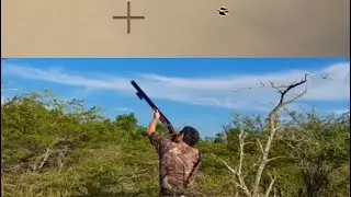 EXTREME Dove Hunt (LONG SHOTS) | 4th Weekend SAT AM, Jamaica Birdbush 2024