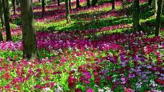 in the garden  Jim Reeves