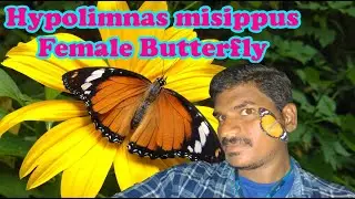 Playing with My pet Butterfly Hypolimnas misippus- Danaid Eggfly (Female) | Anand nature World |