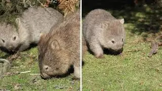 Maria Island. Wombat Central!