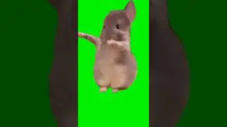 Hamster dancing green screen