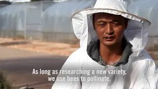 PureCircle Bee Video