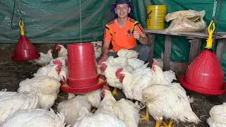 AS&Iacute; PELAMOS Y ARREGLAMOS 50 POLLOS GIGANTES | Los Barrerita 