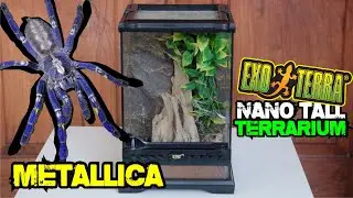 REVIEW NANO TALL EXOTERRA TERRARIUM WITH METALLICA TARANTULA