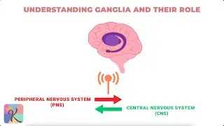 Exploring Psychophysics, Ganglia, and Projection Areas &ndash; Understanding Sensory Processing