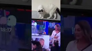 Sabka vs zadruga #sabka #cat #funny