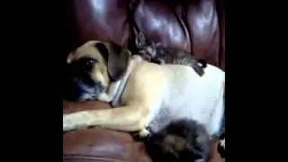 Dog,puggle plays mom to kittens