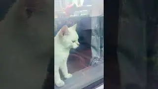 Classic cat drama😂❤️ !