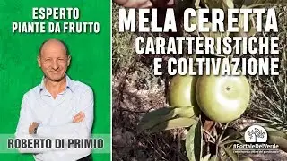 Frutti antichi: la mela ceretta