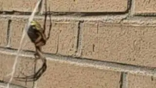 Writing Spider