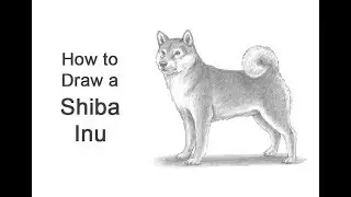 How to Draw a Dog (Shiba Inu)
