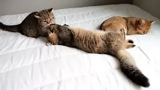 Mother cat Mimi is sleeping without worrying about the big fight between her daughter cats nearby