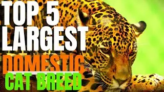 TOP LARGEST DOMESTIC CATS ON THE PLANET#fascinatinganimals