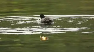 Photo drone aventure en Ari&egrave;ge une sortie photo animali&egrave;re  au bort  de l&rsquo;Ari&egrave;ge