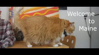Welcome to Maine Ep 12: Maine Coon Cats
