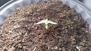 Cannabis Seedling roots