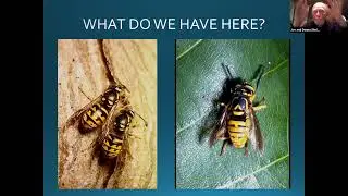 Insects vs. Birds with Joseph Sheldon